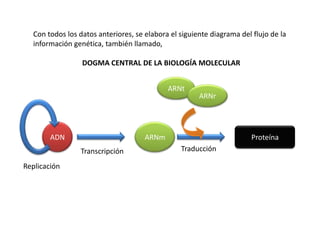 Con todos los datos anteriores, se elabora el siguiente diagrama del flujo de la
  información genética, también llamado,

                 DOGMA CENTRAL DE LA BIOLOGÍA MOLECULAR


                                            ARNt
                                                      ARNr




        ADN                          ARNm                              Proteína
                 Transcripción                  Traducción

Replicación
 