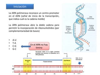Iniciación
La ARN polimerasa reconoce un centro promotor
en el ADN (señal de inicio de la transcripción,
que indica cuál es la cadena molde)

La ARN polimerasa abre la doble cadena para
permitir la incorporación de ribonucleótidos (por
complementariedad de bases)


•   A-U
•   T-A
                     En el ARN no hay
•   C-G
                           timina
•   G-C
 