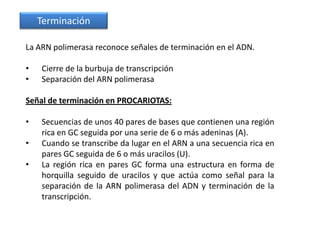 Terminación

La ARN polimerasa reconoce señales de terminación en el ADN.

•   Cierre de la burbuja de transcripción
•   Separación del ARN polimerasa

Señal de terminación en PROCARIOTAS:

•   Secuencias de unos 40 pares de bases que contienen una región
    rica en GC seguida por una serie de 6 o más adeninas (A).
•   Cuando se transcribe da lugar en el ARN a una secuencia rica en
    pares GC seguida de 6 o más uracilos (U).
•   La región rica en pares GC forma una estructura en forma de
    horquilla seguido de uracilos y que actúa como señal para la
    separación de la ARN polimerasa del ADN y terminación de la
    transcripción.
 