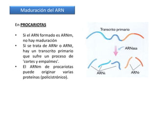 Maduración del ARN

En PROCARIOTAS

•    Si el ARN formado es ARNm,
     no hay maduración
•    Si se trata de ARNr o ARNt,
     hay un transcrito primario
     que sufre un proceso de
     'cortes y empalmes'.
•    El ARNm de procariotas
     puede      originar     varias
     proteínas (policistrónico).
 