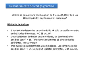 Descubrimiento del código genético

    ¿Cómo se pasa de una combinación de 4 letras (A,U,C y G) a los
             20 aminoácidos que forman las proteínas?

Hipótesis de trabajo

• 1 nucleótido determina un aminoácido  solo se codifican cuatro
  aminoácidos diferentes. NO ES VALIDA
• Dos nucleótidos codifican un aminoácido, las combinaciones
  posibles son 42 = 16. Tendríamos solamente 16 dinucleótidos
  diferentes. NO ES VALIDA
• Tres nucleótidos determinan un aminoácido. Las combinaciones
  posibles son 43 = 64. Existen 64 tripletes diferentes. SI ES VALIDA
 