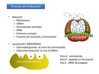 Proceso de traducción


• Requiere:
   – Ribososmas
   – ARNm
   – Aminoácidos activados
   – ARNt
   – Enzimas y energía
   – Factores de iniciación y terminación

• Localización: RIBOSOMAS
   – Subunidad grande: se unen los aminoácidos
   – Subunidad pequeña: se une al ARNm

          E        P      A                 Sitio A : aminoácido
                                            Sitio P : péptido en formación
       Subunidad del ribosoma
                                            Sito E : ARNt descargado
 