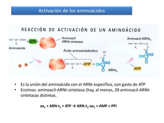 Activación de los aminoácidos




• Es la unión del aminoácido con el ARNt específico, con gasto de ATP
• Enzimas: aminoacil-ARNt-sintetasa (hay, al menos, 20 aminoacil-ARNt-
  sintetasas distintas.

             aa1 + ARN-t1 + ATP → ARN-t1-aa1 + AMP + PPi
 