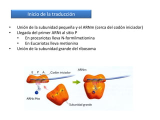 Inicio de la traducción

•   Unión de la subunidad pequeña y el ARNm (cerca del codón iniciador)
•   Llegada del primer ARNt al sitio P
    • En procariotas lleva N-formilmetionina
    • En Eucariotas lleva metionina
•   Unión de la subunidad grande del ribosoma
 