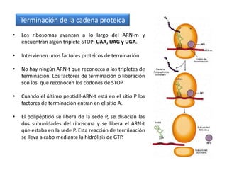 Terminación de la cadena proteíca
•   Los ribosomas avanzan a lo largo del ARN-m y
    encuentran algún triplete STOP: UAA, UAG y UGA.

•   Intervienen unos factores proteicos de terminación.

•   No hay ningún ARN-t que reconozca a los tripletes de
    terminación. Los factores de terminación o liberación
    son los que reconocen los codones de STOP.

•   Cuando el último peptidil-ARN-t está en el sitio P los
    factores de terminación entran en el sitio A.

•   El polipéptido se libera de la sede P, se disocian las
    dos subunidades del ribosoma y se libera el ARN-t
    que estaba en la sede P. Esta reacción de terminación
    se lleva a cabo mediante la hidrólisis de GTP.
 