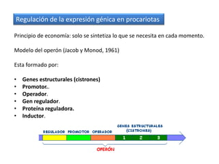 Regulación de la expresión génica en procariotas

Principio de economía: solo se sintetiza lo que se necesita en cada momento.

Modelo del operón (Jacob y Monod, 1961)

Esta formado por:

•   Genes estructurales (cistrones)
•   Promotor..
•   Operador.
•   Gen regulador.
•   Proteína reguladora.
•   Inductor.
 