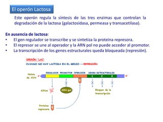 El operón Lactosa
    Este operón regula la síntesis de las tres enzimas que controlan la
    degradación de la lactosa (galactosidasa, permeasa y transacetilasa).

En ausencia de lactosa:
• El gen regulador se transcribe y se sintetiza la proteína represora.
• El represor se une al operador y la ARN pol no puede acceder al promotor.
• La transcripción de los genes estructurales queda bloqueada (represión).
 