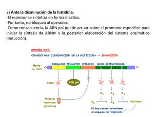 2) Ante la disminución de la histidina:
-El represor se sintetiza en forma inactiva.
-Por tanto, no bloquea al operador.
-Como consecuencia, la ARN pol puede actuar sobre el promotor específico para
iniciar la síntesis de ARNm y la posterior elaboración del sistema enzimático
(inducción).
 
