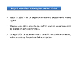 Regulación de la expresión génica en eucariotas


• Todas las células de un organismo eucariota proceden del mismo
  cigoto

• El proceso de diferenciación que sufren se debe a un mecanismo
  de expresión génica diferencial.

• La regulación de este mecanismo se realiza en varios momentos;
  antes, durante y después de la transcripción
 