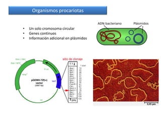 Organismos procariotas


•   Un solo cromosoma circular
•   Genes continuos
•   Información adicional en plásmidos
 