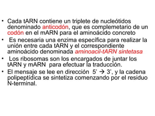 Marn Tarn Rarn Del adn a las proteínas.1ppt