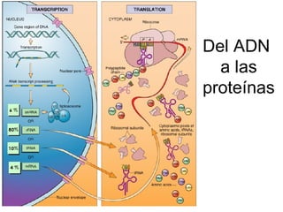Del ADN
a las
proteínas
 