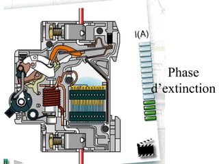 Phase
d’extinction
 