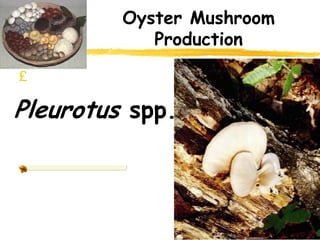 mushroom culture