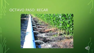 OCTAVO PASO: REGAR
 