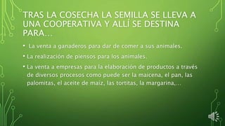 TRAS LA COSECHA LA SEMILLA SE LLEVA A
UNA COOPERATIVA Y ALLÍ SE DESTINA
PARA…
• La venta a ganaderos para dar de comer a sus animales.
• La realización de piensos para los animales.
• La venta a empresas para la elaboración de productos a través
de diversos procesos como puede ser la maicena, el pan, las
palomitas, el aceite de maíz, las tortitas, la margarina,…
 