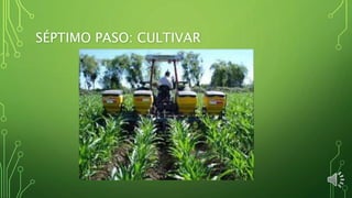 SÉPTIMO PASO: CULTIVAR
 