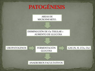 AREAS DE
                      MICROINFARTO.




               DISMINUCIÓN DE O2 TISULAR +
                    AUMENTO DE GLUCOSA




UROPATOGENOS          FERMENTACIÓN           GAS (N, H, CO2, O2)
                         GLUCOSA




                ANAEROBIOS FACULTATIVOS
 