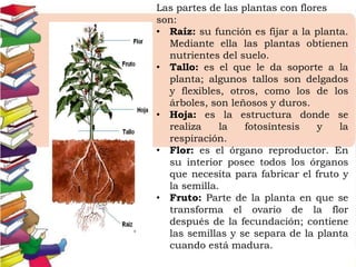 Sosten de las plantas sale