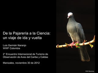 De la Pajarería a la Ciencia:
un viaje de ida y vuelta
Luis Germán Naranjo
WWF Colombia
2° Encuentro Internacional de Turismo de
Observación de Aves del Caribe y Caldas
Manizales, noviembre 30 de 2012
©JD Ramírez
 