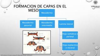 De la tercera a la octava semana de desarrollo | PPTX