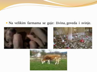  Na velikim farmama se gaje: živina, goveda i svinje.
 