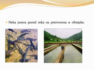  Neka jezera pored reka su pretvorena u ribnjake.
 