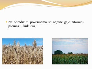  Na obradivim površinama se najviše gaje žitarice -
pšenica i kukuruz.
 