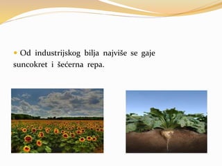  Od industrijskog bilja najviše se gaje
suncokret i šećerna repa.
 