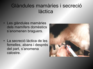 Glàndules mamàries i secreció làctica   Les glàndules mamàries dels mamífers domèstics s’anomenen braguers. La secreció làctica de les femelles, abans i després del part, s’anomena calostre. 