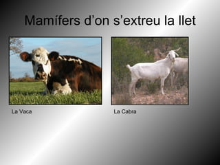 Mamífers d’on s’extreu la llet La Vaca La Cabra 