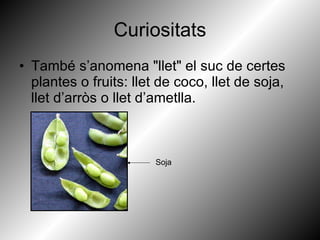 Curiositats També s’anomena "llet" el suc de certes plantes o fruits: llet de coco, llet de soja, llet d’arròs o llet d’ametlla. Soja 