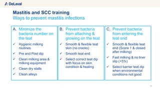 A. Minimize the
bacteria number on
the teat
 Hygienic milking
routines
 Pre and Post dip
 Clean milking area &
milking equipment
 Clean dry stalls
 Clean alleys
10
Ways to prevent mastitis infections
Mastitis and SCC training
B. Prevent bacteria
from attaching &
growing on the teat
 Smooth & flexible teat
skin (no cracks)
 Smooth teat end
 Select correct teat dip
with focus on skin
condition & healing
C. Prevent bacteria
from entering the
teat end
 Smooth & flexible teat
end (Score 1 & closed
after milking)
 Fast milking & no liner
slip (<5%)
 Select barrier teat dip
when environmental
conditions not good
 