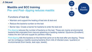 7
Pre- and Post- dipping reduces mastitis
Mastitis and SCC training
Functions of teat dip
• Maintain and support the healing of teat skin & teat end
• Reduce the bacteria number on the teat
• Barrier dips: Create a barrier for bacteria to enter the teat end
Pre-dipping reduces the number of bacteria on the teat. These are mainly environmental
bacteria that originated from manure splashing or bedding material. Glycerine (Emollient)
makes the skin soft and supple for painless milking
Post-dipping kills the bacteria on the teat that came on to the teat after pre dipping. These
can be contagious mastitis causing bacteria (from milk of infected cows / quarters) or
environmental (from hands, teat cups, towels)
Pre
dip
Post
dip
Less
Mastitis
 