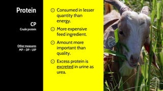 Protein
CP
Crude protein
Other measures
MP – DP - UIP
⊙ Consumed in lesser
quantity than
energy.
⊙ More expensive
feed ingredient.
⊙ Amount more
important than
quality.
⊙ Excess protein is
excreted in urine as
urea.
10
 