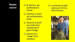 Vitamin
sources
⊙ B vitamins are
synthesized in
rumen.
⊙ Vitamins C and K
are synthesized in
body.
⊙ Vitamins A and E
are made from
compounds in
green forage.
⊙ Vitamin D is
“made” from
sunshine.
⊙ Is common to add
vitamins A-D-E to
feed mixtures.
 