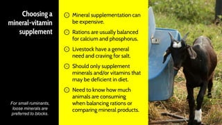 Choosing a
mineral-vitamin
supplement
⊙ Mineral supplementation can
be expensive.
⊙ Rations are usually balanced
for calcium and phosphorus.
⊙ Livestock have a general
need and craving for salt.
⊙ Should only supplement
minerals and/or vitamins that
may be deficient in diet.
⊙ Need to know how much
animals are consuming
when balancing rations or
comparing mineral products.
18
For small ruminants,
loose minerals are
preferred to blocks.
 