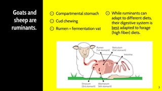 Goats and
sheep are
ruminants.
⊙ Compartmental stomach
⊙ Cud chewing
⊙ Rumen = fermentation vat
3
⊙ While ruminants can
adapt to different diets,
their digestive system is
best adapted to forage
(high fiber) diets.
 