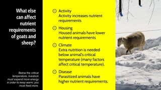 What else
can affect
nutrient
requirements
of goats and
sheep?
⊙ Activity
Activity increases nutrient
requirements
⊙ Housing
Housed animals have lower
nutrient requirements
⊙ Climate
Extra nutrition is needed
below animal’s critical
temperature (many factors
affect critical temperature).
⊙ Disease
Parasitized animals have
higher nutrient requirements.
32
Below the critical
temperature, livestock
must expend more energy
in order to keep warm; you
must feed more.
 