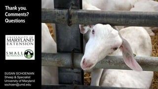 Thank you.
Comments?
Questions
SUSAN SCHOENIAN
Sheep & Specialist
University of Maryland
sschoen@umd.edu
 