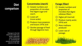 Diet
comparison
Concentrates (starch)
⊙ Greater numbers and
proportion of microbes
that digest sugar and
starch.
⊙ Lower pH
(more acidic)
⊙ Produce more propionic
and butyric (VFA) acid
⊙ Quicker passage of feed
through digestive tract.
Forage (fiber)
⊙ Greater numbers and
proportion of
microbes that digest
cellulose (fiber).
⊙ Higher pH (normal)
⊙ Produce mainly acetic
(VFA) acid
⊙ More methane
produced
⊙ Lower rate of
passage.Changes to the diet
need to be made very
slowly, especially
when introducing
or increasing the
amount of concentrate
(starch) in the diet.
 