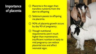 Importance
of placenta
⊙ Placenta is the organ than
transfers nutrients from the
dam to offspring
⊙ Selenium passes to offspring
via placenta.
⊙ 90% of placenta growth occurs
by day 90 of pregnancy.
⊙ Though nutritional
requirements aren’t much
higher than maintenance,
insufficient nutrition in early to
mid pregnancy can reduce
placental size and affect
neonatal vigor.
40
 