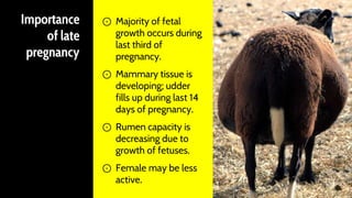 Importance
of late
pregnancy
⊙ Majority of fetal
growth occurs during
last third of
pregnancy.
⊙ Mammary tissue is
developing; udder
fills up during last 14
days of pregnancy.
⊙ Rumen capacity is
decreasing due to
growth of fetuses.
⊙ Female may be less
active.
41
 