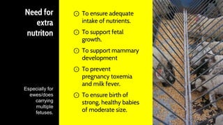 Need for
extra
nutriton
⊙ To ensure adequate
intake of nutrients.
⊙ To support fetal
growth.
⊙ To support mammary
development
⊙ To prevent
pregnancy toxemia
and milk fever.
⊙ To ensure birth of
strong, healthy babies
of moderate size.
42
Especially for
ewes/does
carrying
multiple
fetuses.
 
