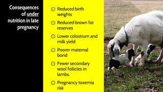 Consequences
of under
nutrition in late
pregnancy
⊙ Reduced birth
weights
⊙ Reduced brown fat
reserves
⊙ Lower colostrum and
milk yield
⊙ Poorer maternal
bond
⊙ Fewer secondary
wool follicles in
lambs.
⊙ Pregnancy toxemia
risk 44
 