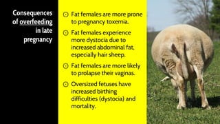 Consequences
of overfeeding
in late
pregnancy
⊙ Fat females are more prone
to pregnancy toxemia.
⊙ Fat females experience
more dystocia due to
increased abdominal fat,
especially hair sheep.
⊙ Fat females are more likely
to prolapse their vaginas.
⊙ Oversized fetuses have
increased birthing
difficulties (dystocia) and
mortality.
45
 