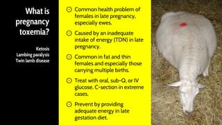 What is
pregnancy
toxemia?
Ketosis
Lambing paralysis
Twin lamb disease
⊙ Common health problem of
females in late pregnancy,
especially ewes.
⊙ Caused by an inadequate
intake of energy (TDN) in late
pregnancy.
⊙ Common in fat and thin
females and especially those
carrying multiple births.
⊙ Treat with oral, sub-Q, or IV
glucose. C-section in extreme
cases.
⊙ Prevent by providing
adequate energy in late
gestation diet. 46
 