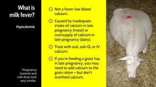 What is
milk fever?
Hypocalcemia
⊙ Not a fever: low blood
calcium
⊙ Caused by inadequate
intake of calcium in late
pregnancy (meat) or
oversupply of calcium in
late pregnancy (dairy).
⊙ Treat with oral, sub-Q, or IV
calcium.
⊙ If you’re feeding a grass hay
in late pregnancy, you may
need to add calcium to the
grain ration – but don’t
overfeed calcium.
47
Pregnancy
toxemia and
milk fever look
very similar.
 