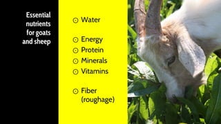 Essential
nutrients
for goats
and sheep
⊙ Water
⊙ Energy
⊙ Protein
⊙ Minerals
⊙ Vitamins
⊙ Fiber
(roughage)
5
 