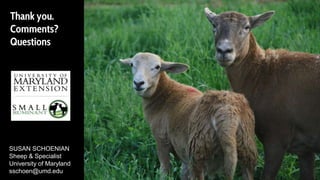 Thank you.
Comments?
Questions
SUSAN SCHOENIAN
Sheep & Specialist
University of Maryland
sschoen@umd.edu
 